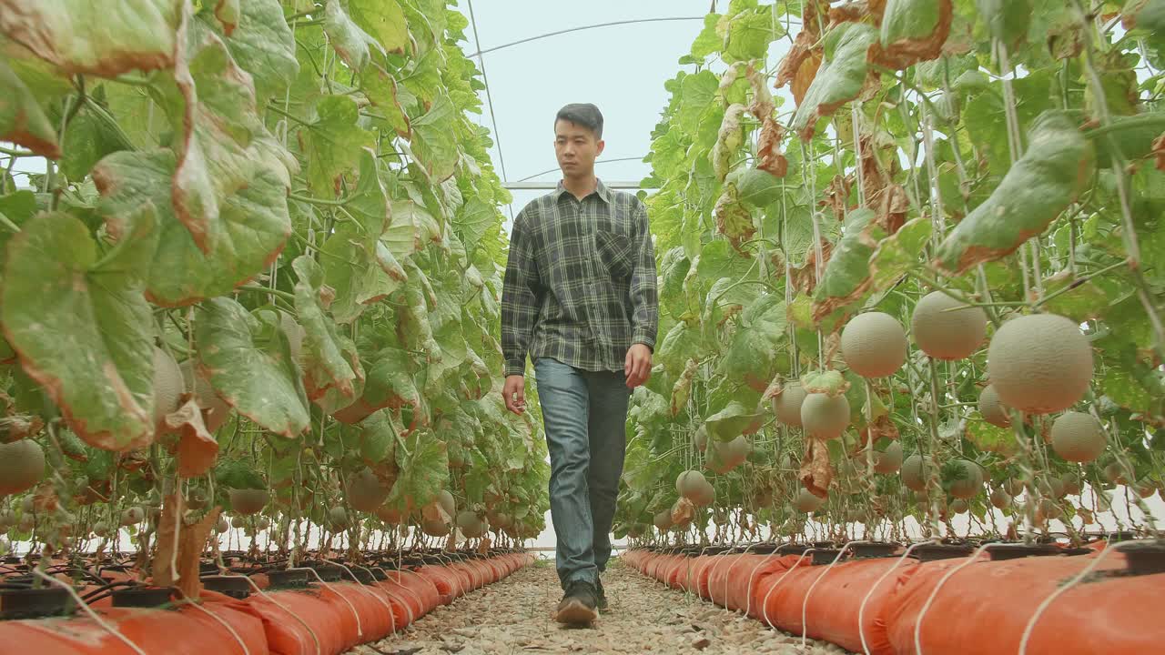 granjero asiático caminando en la casa verde de la granja de melones