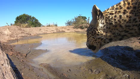 imágenes únicas de gopro de un leopardo bebiendo agua en la naturaleza