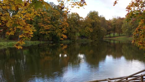 Golden-maple-tree-leaves-near-calm-park-pond,-aerial-dolly-forward
