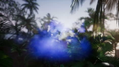 Sunset-Beams-through-Palm-Trees