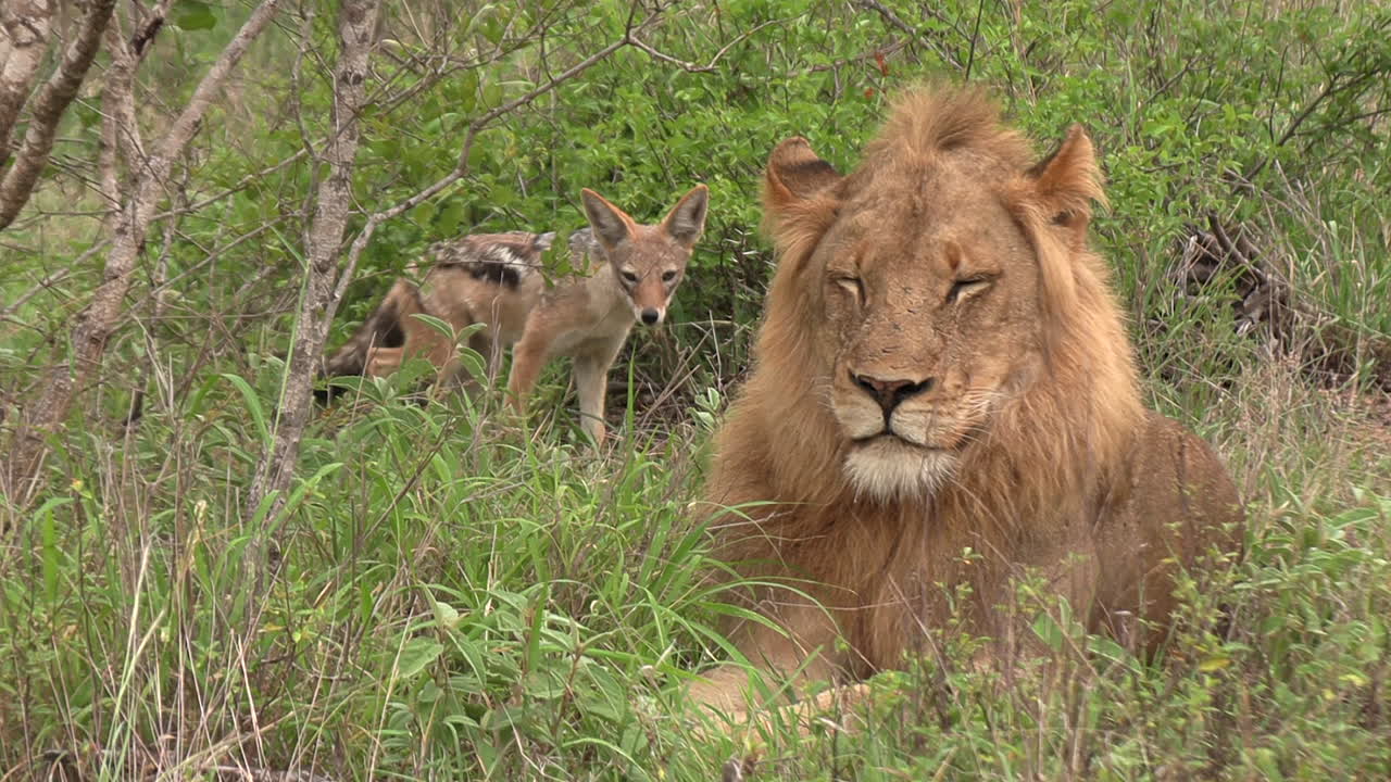 Lion's Rest Disturbed by Jackal in African Grasslands