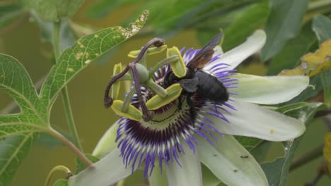 close up of a black bumblebee flying over a blue crown passion flower to extract nectar from it