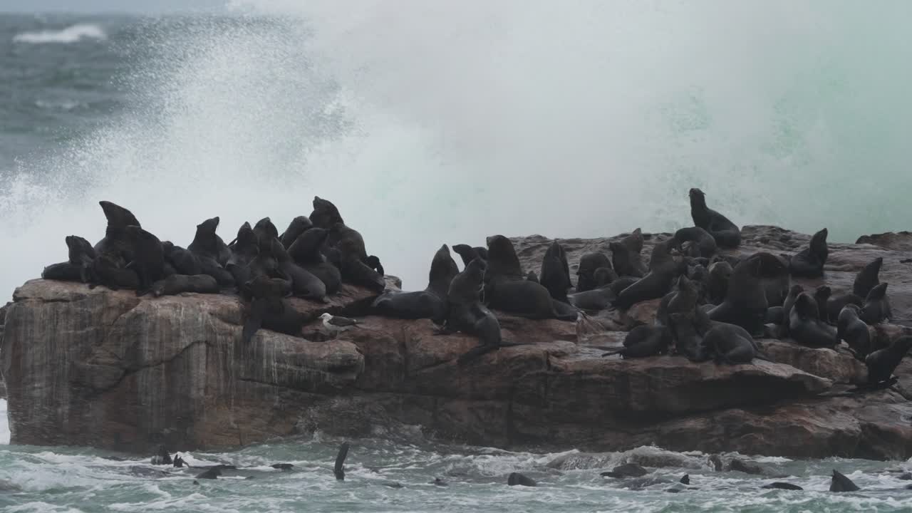 폭풍 중에 바위가 있는 해안가에 있는 해파리