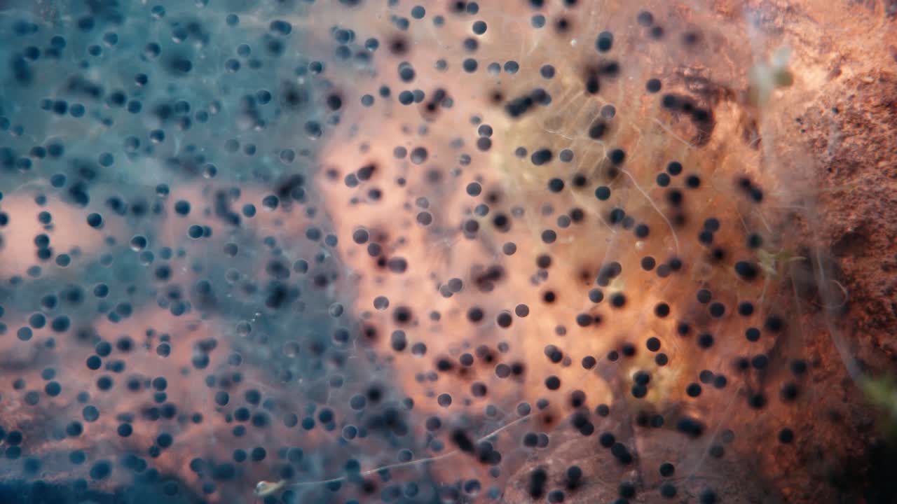Macro subacquea di densi ammassi di uova di rana. Uova gelatinose con embrioni neri galleggiano su sedimenti marroni, illustrando il primo ciclo di vita acquatico degli anfibi in un ambiente di stagno naturale.
