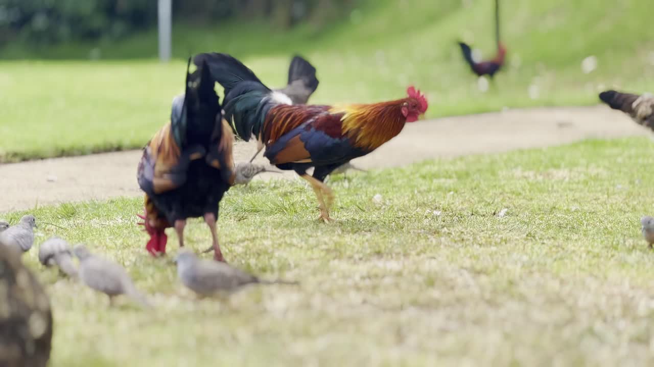 Cinematic close-up shot of wild chickens scurrying around Waimea Canyon on the Hawaiian island of Kaua'i