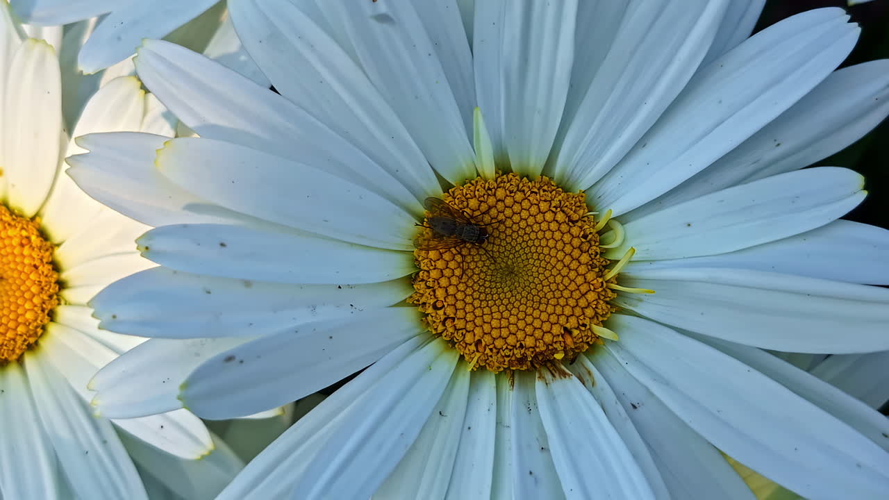 Oxeye Daisy Leucanthemum vulgare flower plant with a fly yellow disc florets polen up close