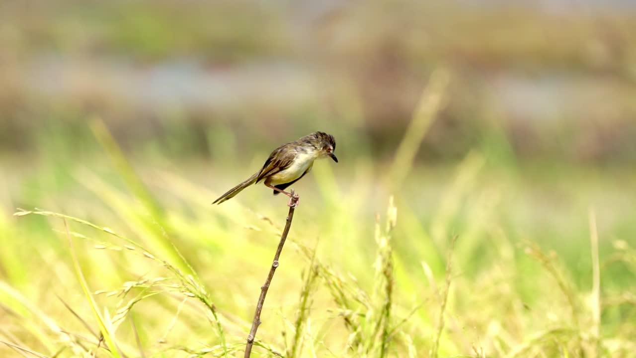 A plain Prnia enjoying the view of its perch above the rice field while busking in the sun and cleaning its feathers.