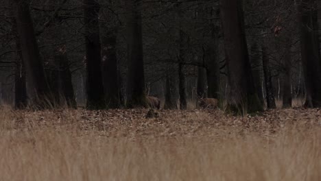 two male red deer with large antlers walking in a dark forest