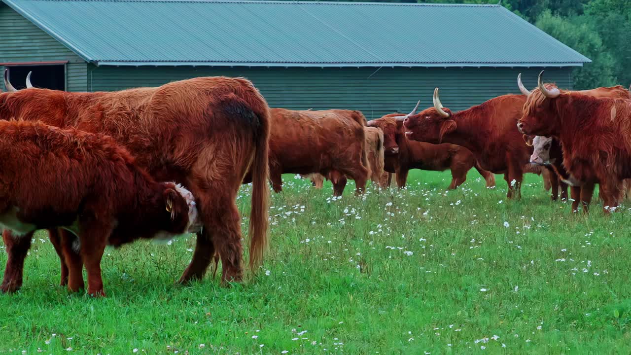 Highland cattle grazing peacefully in a lush green field near a barn