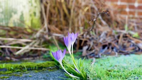 a close up of a fresh, purple crocus flower emerging in spring in a garden whilst gently catching and moving in the breeze with a brick wall in the background