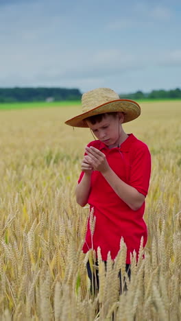 boy with a spikelet on a field. little farmer in straw hat examining grains of wheat while standing among agricultural land in summer. vertical video