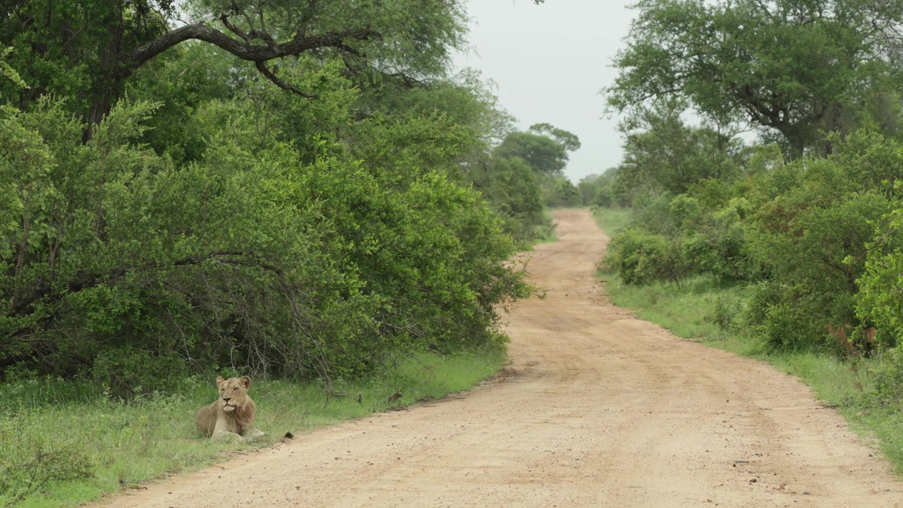 Un leone maschio sdraiato accanto a una strada sterrata, che scruta i dintorni in una giornata piovosa nel Parco Nazionale Kruger, Sudafrica.