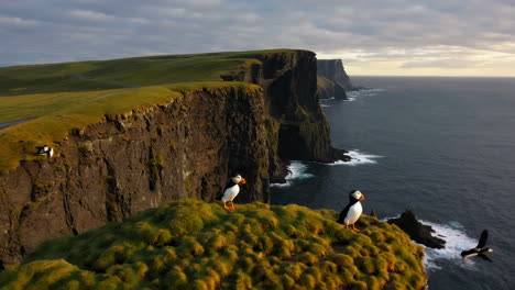 puffins flying and perched on dramatic coastal cliffs