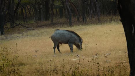el jabalí indio (sus scrofa cristatus), también conocido como el jabalí andamanés o el jabalí moupin, es una subespecie de jabalí salvaje originaria de la india, nepal, birmania, el oeste de tailandia y sri lanka.