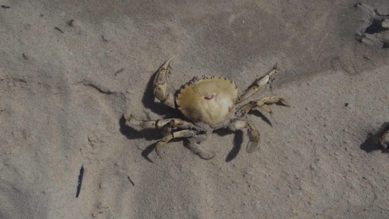 죽은 게는 모래 해변 환경 오염에 햇볕에 건조 누워 남아