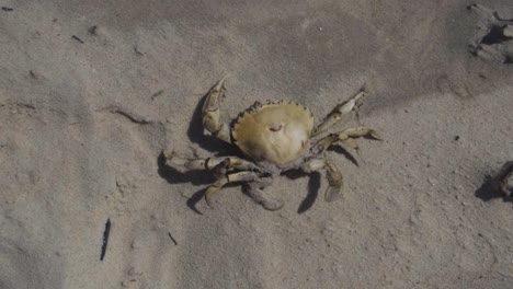 restos de cangrejos muertos secándose al sol en la contaminación del medio ambiente de la playa de arena