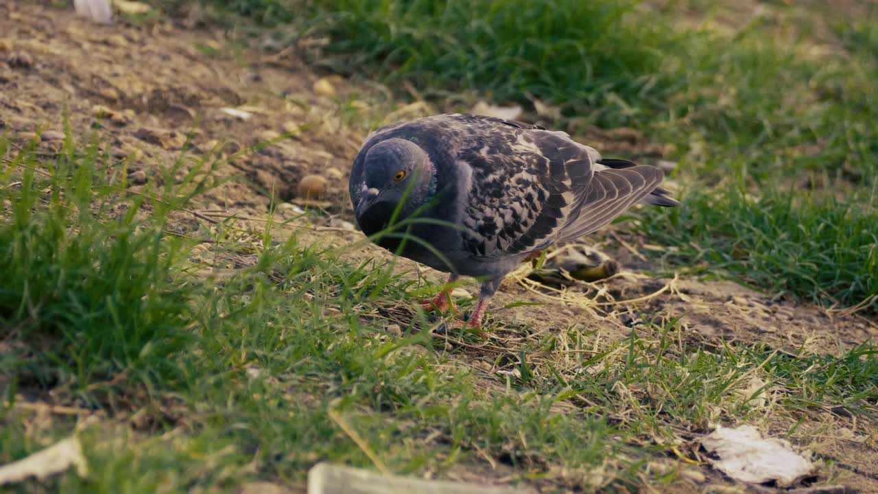 Up-close pigeon bird looking for food, avian species eating seeds