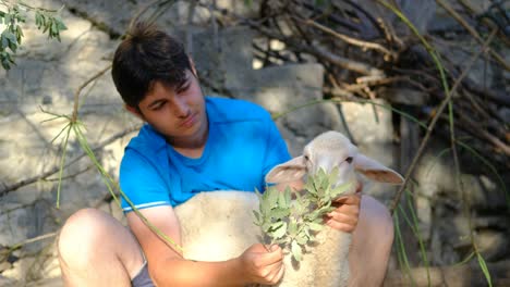 farm lamb feeding