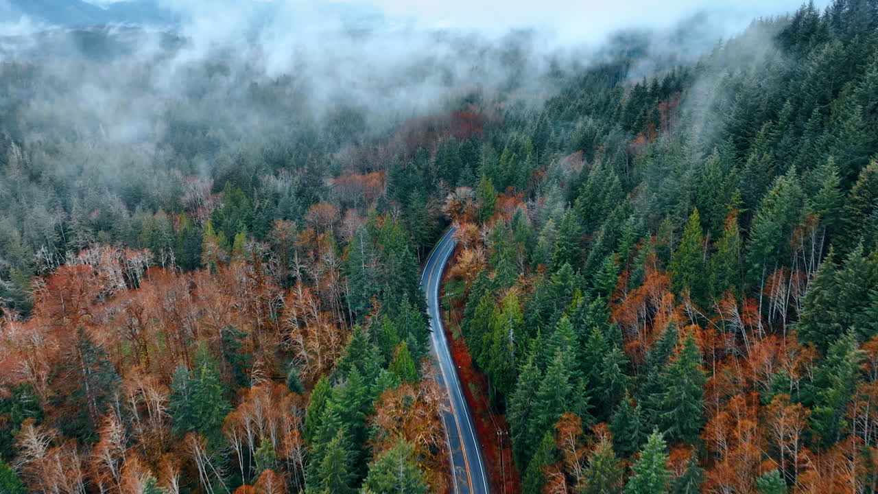Flying over the vast pine-tree wood with green and dry orange trees. Thin smoke spreads over the forest. Asphalt road crosses the nature landscape. Top view.