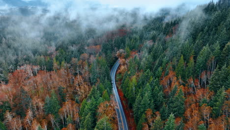 flying over the vast pine-tree wood with green and dry orange trees. thin smoke spreads over the forest. asphalt road crosses the nature landscape. top view.