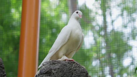 retrato en primer plano de la paloma de roca blanca dentro del aviario del zoológico