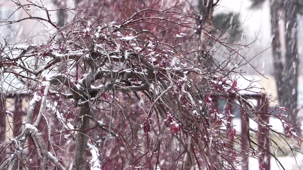 Ragazza con un ombrello che cammina in un parco innevato