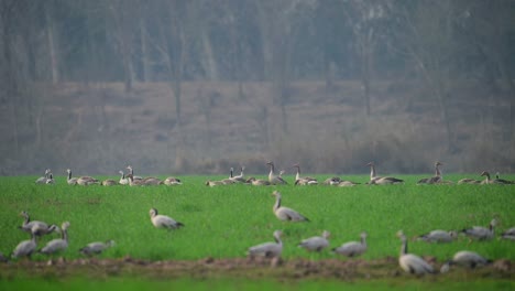 the big flock of goose grazing