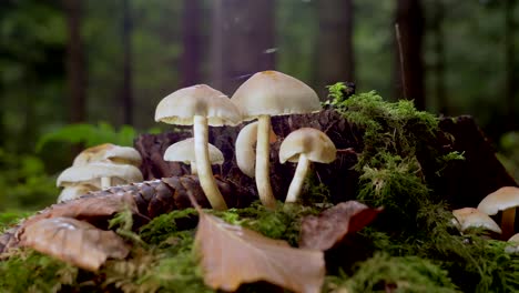 low angle slide shot of white mushrooms in forest and sunlight in background during autumn