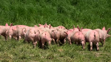 pigs breeding outdoors, bio, food