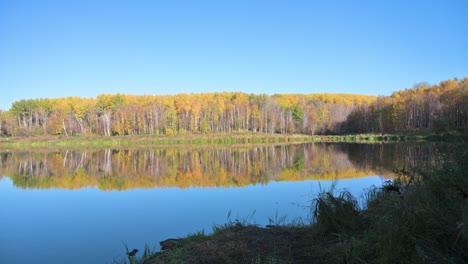 Herbstfarbe-Bäume-Reflektieren-Teich