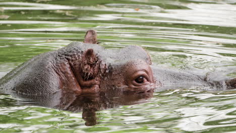 um hipopótamo submerso num lago de água doce.