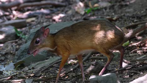 Ocupado-Comiendo-Y-Masticando-Mientras-La-Cámara-Sigue-Sus-Movimientos,-Chevrotains-Ratón-ciervo,-Tailandia