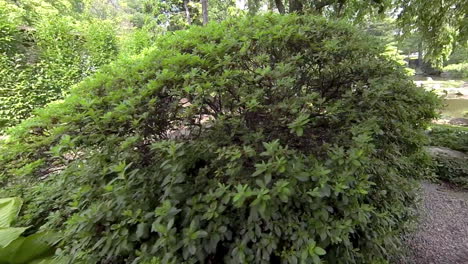 Steadicam-shot-moving-through-Japanese-garden-to-koi-pond