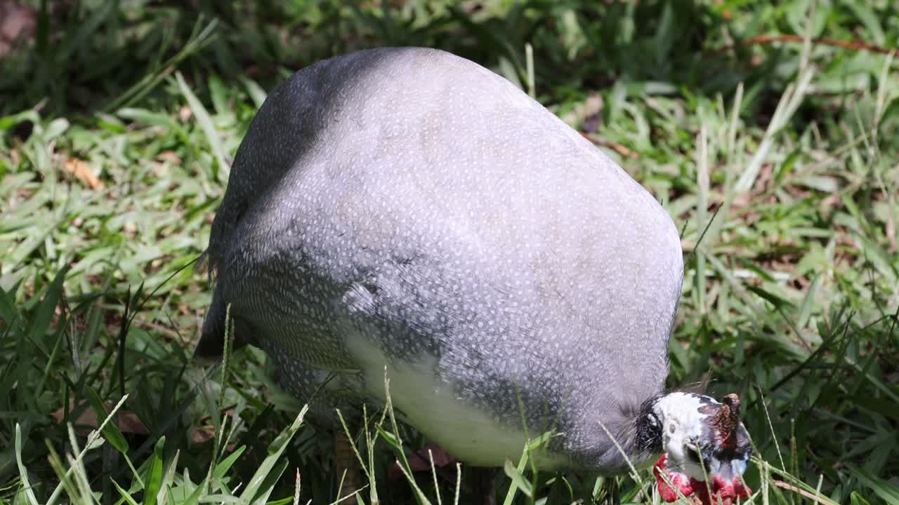 Bird pecking and moving through green grass