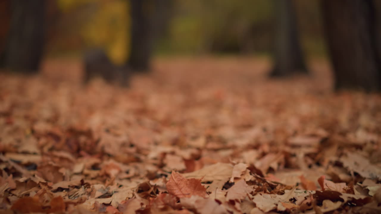 Dry foliage scattered across forest floor, creating warm earthy tones in soft natural light, crisp autumn leaves add texture and depth, with blurred background of towering trees