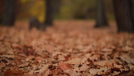 el follaje seco esparcido por el suelo del bosque, creando tonos terrosos cálidos en la luz natural suave, las hojas frescas del otoño añaden textura y profundidad, con el fondo borroso de árboles altísimos