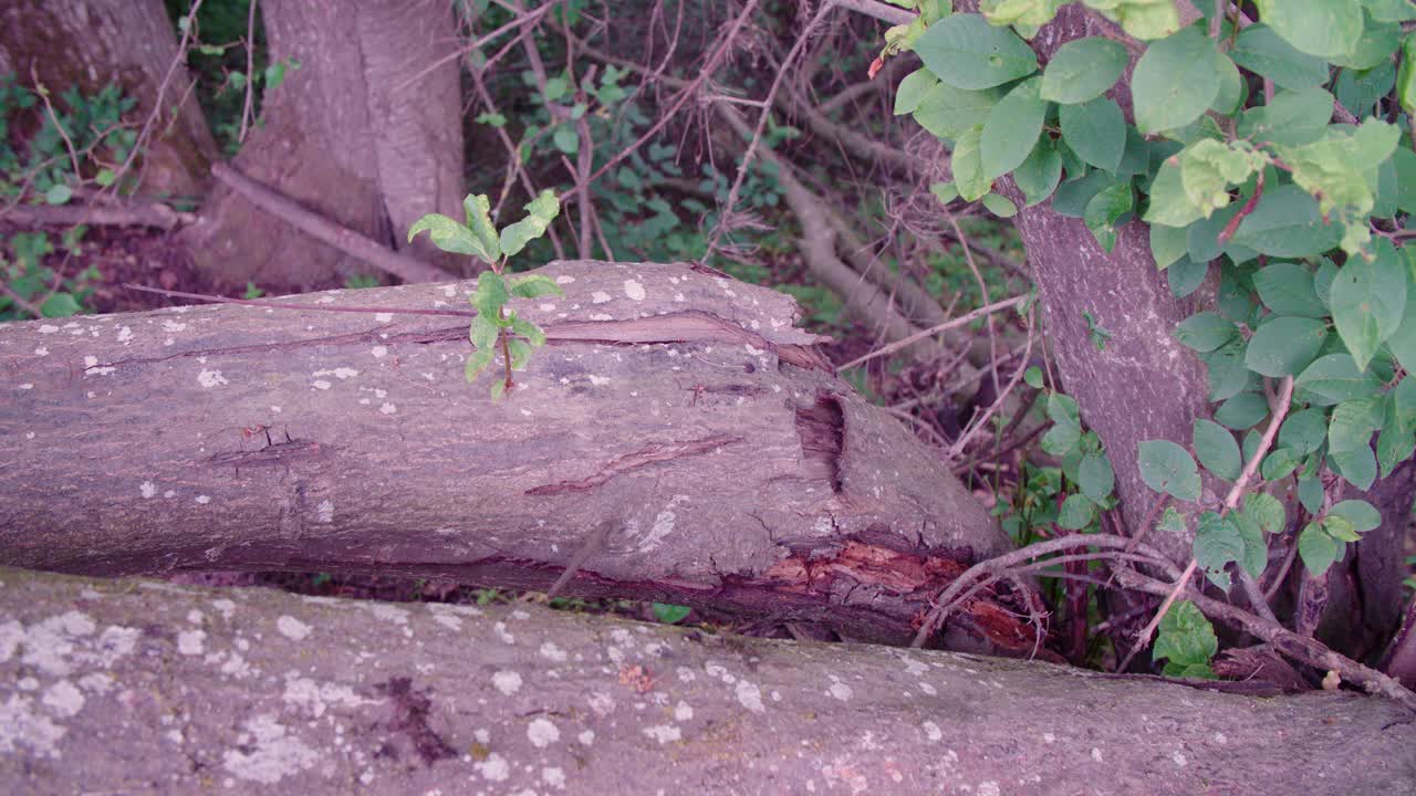 죽은 나무에서 자라는 작은 나무