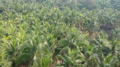 beautiful aerial view shot of agriculture coconut and palm farm in india