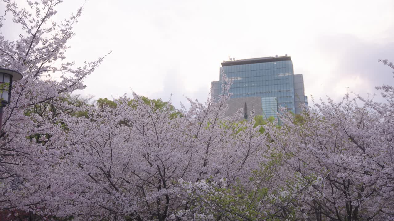 Fioritura dei ciliegi nel Parco del Castello di Osaka, panoramica senza persone, Giappone