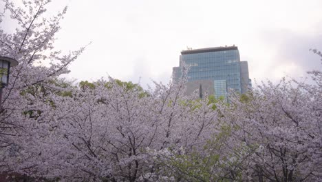sakura blooming in osaka castle park, pan shot with no people, japan