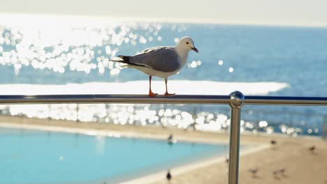 Pájaro-Posado-En-Una-Barandilla-En-La-Playa-4k