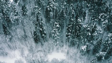 forest in winter