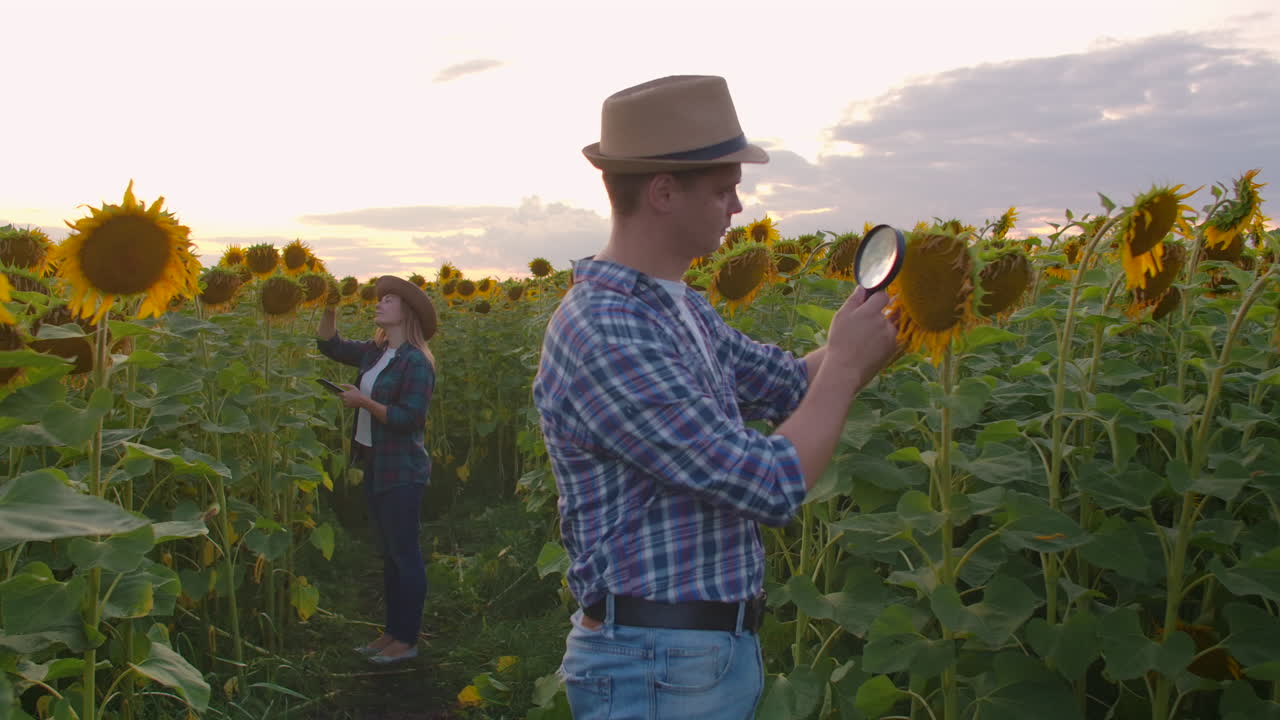 un joven agricultor examina un girasol a través de una lupa en el campo en la noche de verano. una joven escribe las características de un girasole en un libro electrónico.