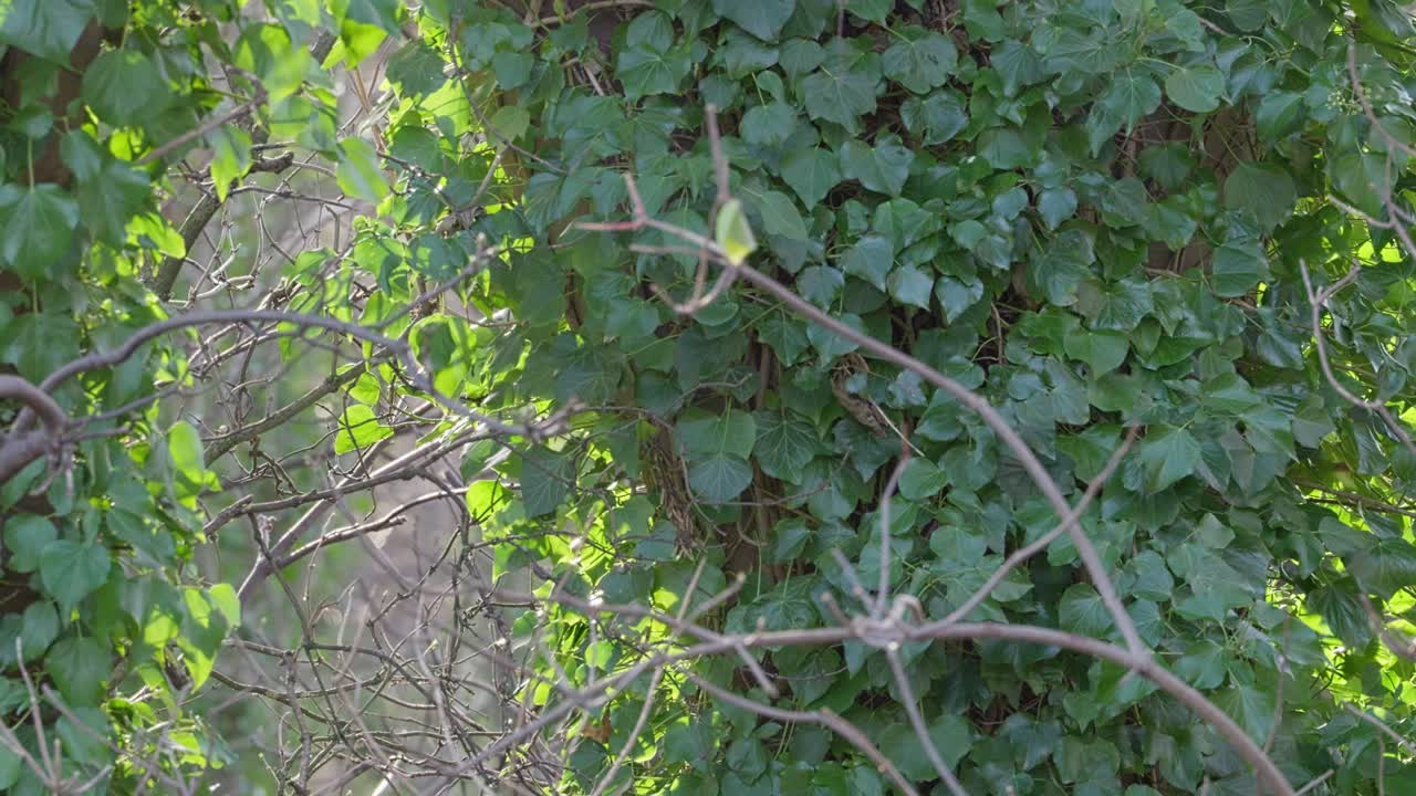 Trees, tree branches covered in climbing ivy. Trunk is bathed in warm sunlight, forest woodland scene with leaves moving gentle in the breeze