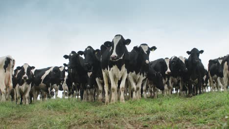 cows posing in symmetrical formation
