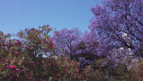 Mirando-Hacia-Arriba-A-Través-De-Las-Coloridas-Flores-De-Los-árboles-De-Jacaranda-En-Los-Jardines-Del-Castillo-De-Tavira,-Portugal