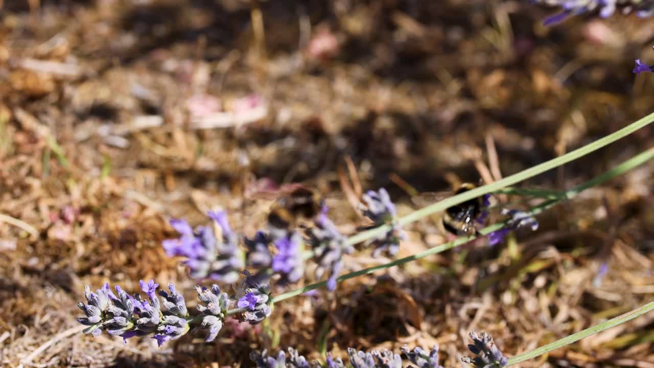 el abejorro poliniza la lavanda en un campo seco