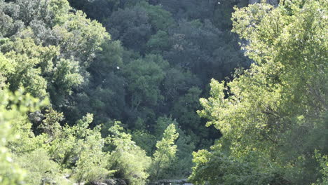 pollen flying from trees in slow motion france