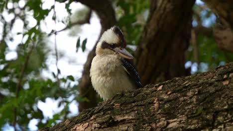 A-wild-laughing-kookaburra,-dacelo-novaeguineae-perched-on-tree-branch-on-a-windy-day-at-the-botanic-gardens,-close-up-shot-of-an-Australian-native-bird-species-in-the-wild