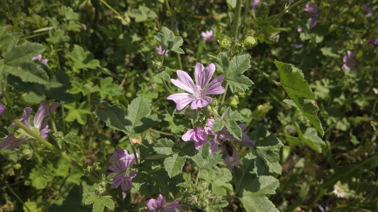 A Honey Bee lands on purple Malva Sylvestris flowers to pollinate them